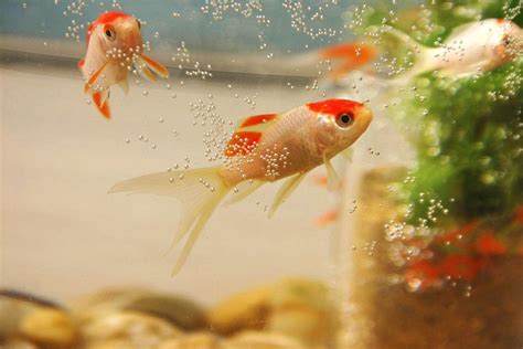 魚要養幾條|養魚能招財，10條最實用的養魚風水（你一定要知道）